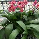 Spathoglottis plicata - Pink Splash (5" Pot)