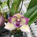 Tst. Melinda Marie 'Blue Fairy'