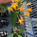 Stenocoryne aureofulva x sib  (4" pot) - Not Blooming