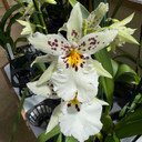 Example of flower