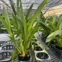 Shk. Memoria Bob Hill 'Whitish' (4" Pot) - Not Blooming