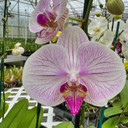 Phal. Razzle Dazzle (Double Spike) Phal. Razzle Dazzle (Double Spike)