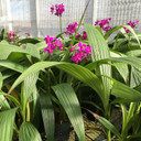 Spathoglottis plicata - Purple (5" Pot)