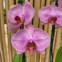 Phal. Good Reason (Double Spike)