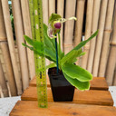 Paph. Prime Child '#2' x Avalon Delight '#2' Paph. Prime Child '#2' x Avalon Delight '#2'