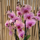 Phal. Tropic Wonderland (Double Spike) - OPEN BLOOMS