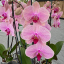 Phal. Tropic Wonderland (Double Spike) - OPEN BLOOMS