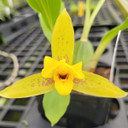 Lycaste powellii x cruenta (4" Pot)