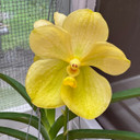 Vanda Luke Pathom Gold (Hanging Basket) - Not Blooming