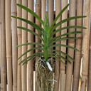Vanda Tong Nung x Dr. Anek (Hanging Basket) - Not Blooming