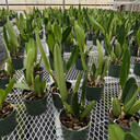 Rlc. Heavenly Sweet 'Volcano Queen' (5.5" Pot) -Not Blooming Rlc. Heavenly Sweet 'Volcano Queen' (5.5" Pot) -Not Blooming