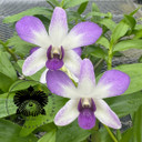 Dendrobium Aridang Blue (4" Pot) - Not Blooming