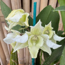 Dendrobium Micro Forbes (4" Pot) - Not Blooming