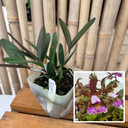 C. schilleriana x sib (4" Pot) - Not Blooming