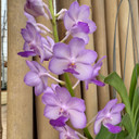 Vandachostylis Jularax Hybrid (Hanging Basket) - Not Blooming