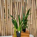 Odontocidium Parquet 'Uptown Girl' (4" Pot) - Buds Odontocidium Parquet 'Uptown Girl' (4" Pot) - Buds