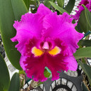 Rlc. Midori Sato 'Volcano Queen' (5.5" Pot) - Single Bud