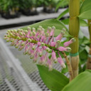 Den. smilliae 'Lea' x smilliae 'Australia' (4" Pot w/Blooms)