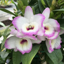 Den. Nobile -- My Sweet 'Wink'