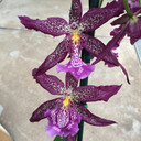 Bllra. Marfitch 'Howard's Dream'