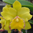 Rlc. Kristi Yamaguchi '#1'