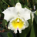 Rlc. Harue Watanabe