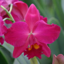 Rlc. Kozo's Scarlet 'Blumen Insel'