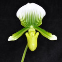 Paph. Green & White Hybrid (Gift Box)