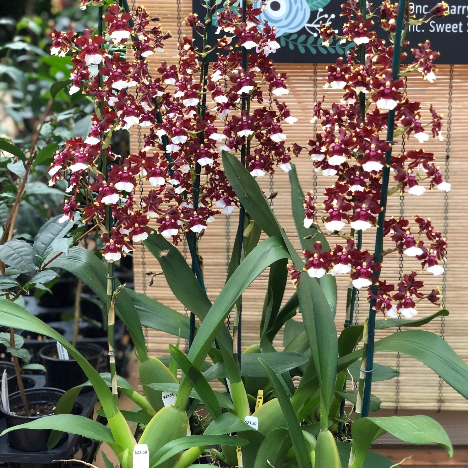 Onc. Aka Baby 'Raspberry Chocolate' (Fragrant! OPEN BLOOMS) Akatsuka Orchid Gardens