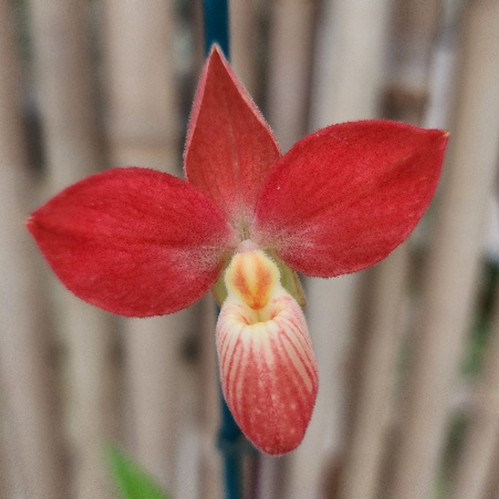 Phrag Waunakee Sunset Akatsuka Orchid Gardens phrag-waunakee-sunset-akatsuka-orchid-gardens