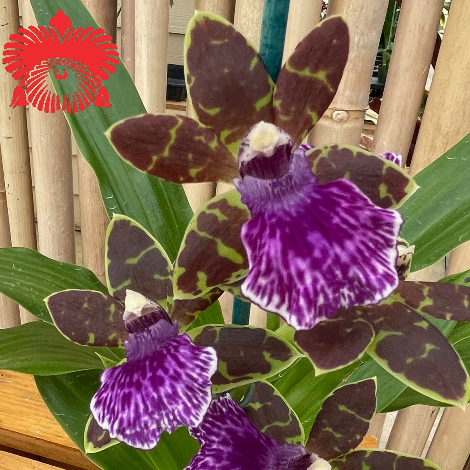 Zygopetalum Advance Australia Orchids for Sale