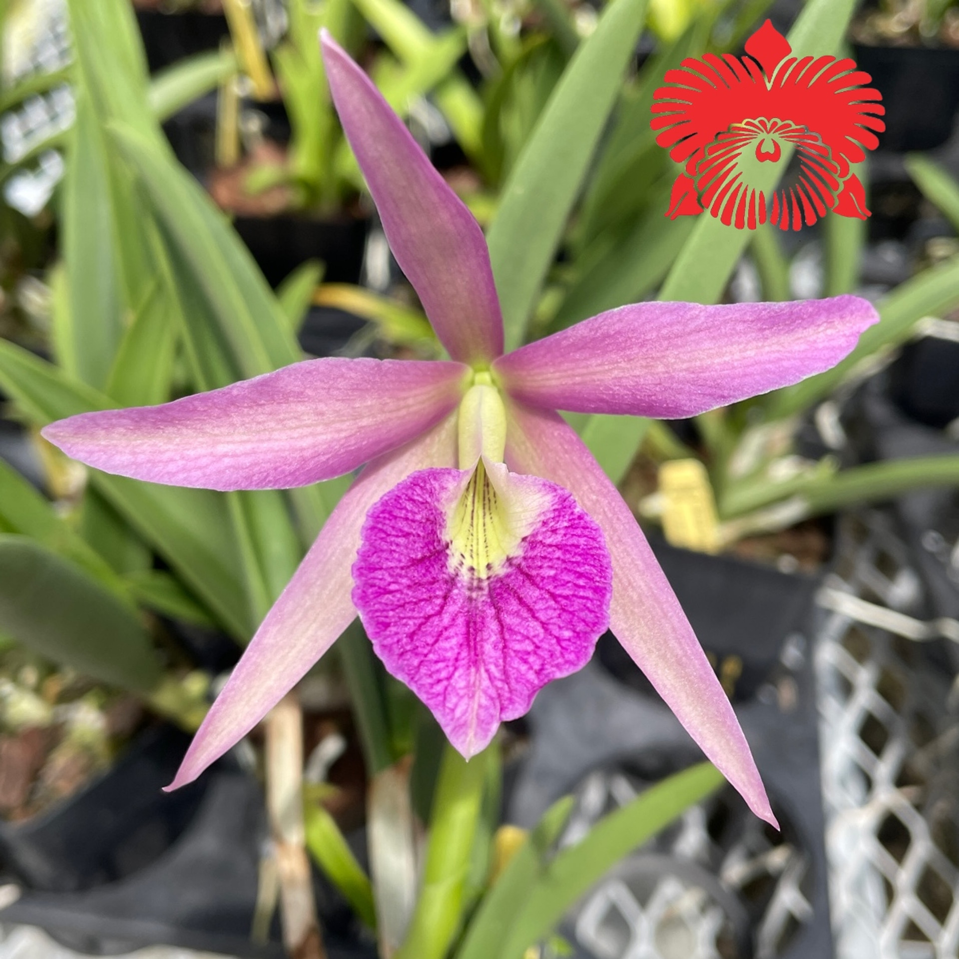 Brassanthe Maikai Akatsuka Orchid Gardens brassanthe-maikai-akatsuka-orchid-gardens