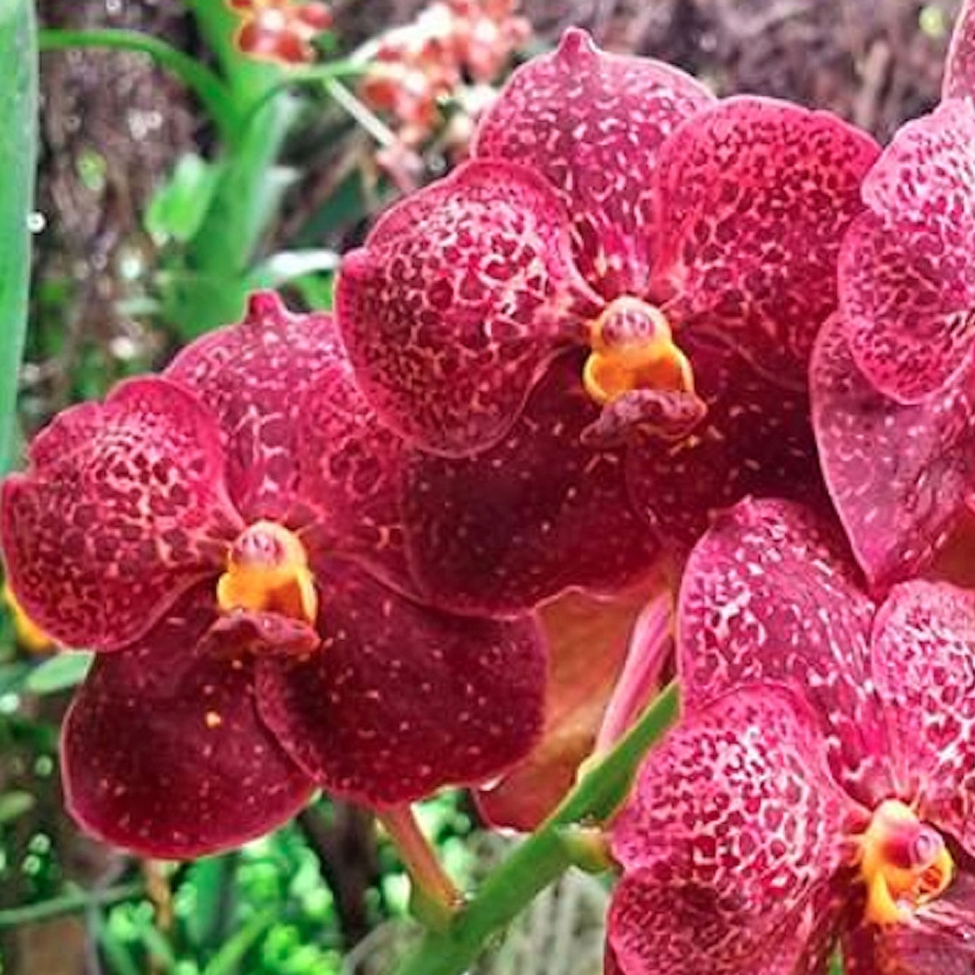 Vanda Goodwin s Glitzy Gala Plant Only Akatsuka Orchid Gardens vanda-goodwin-s-glitzy-gala-plant-only-akatsuka-orchid-gardens