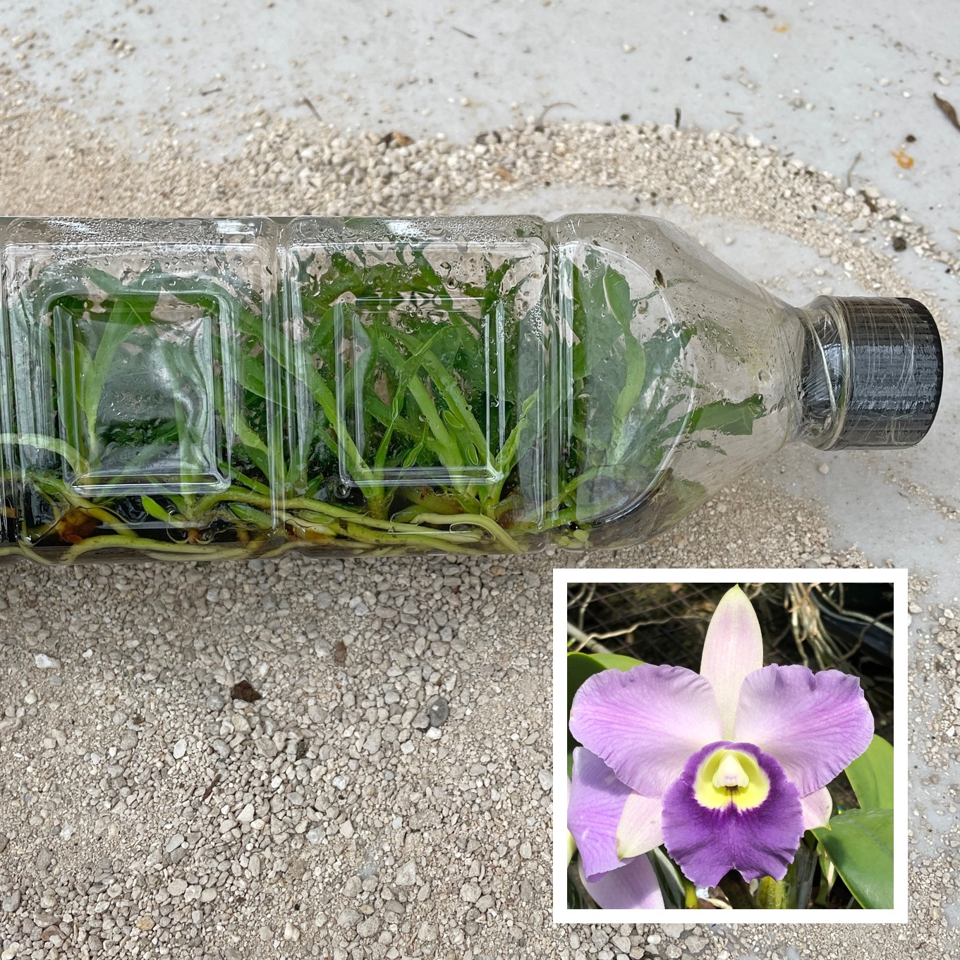 Orchid Plants Orchid Flasks Akatsuka Orchid Gardens