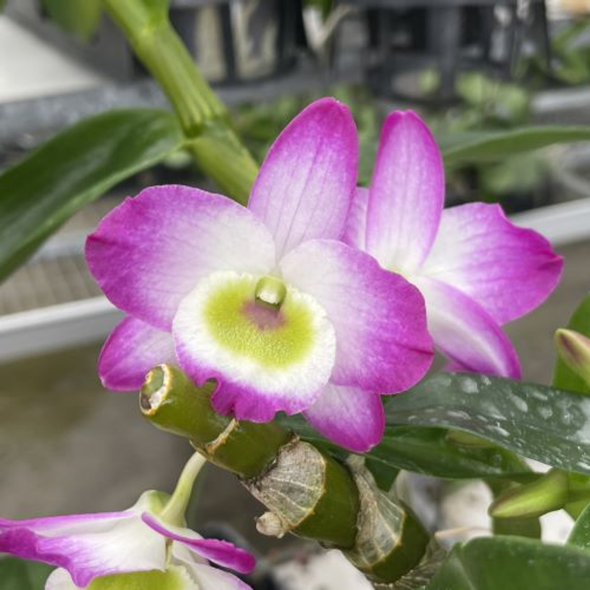 dendrobium-tdares-angel-emperor-taichung-4-plant-only-akatsuka