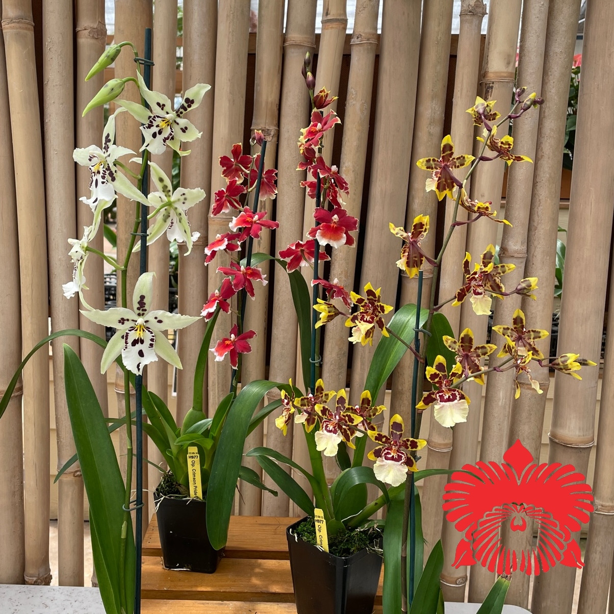 Onc. Aka Baby 'Raspberry Chocolate' (Double Spike 5.5" Pot) Akatsuka Orchid Gardens