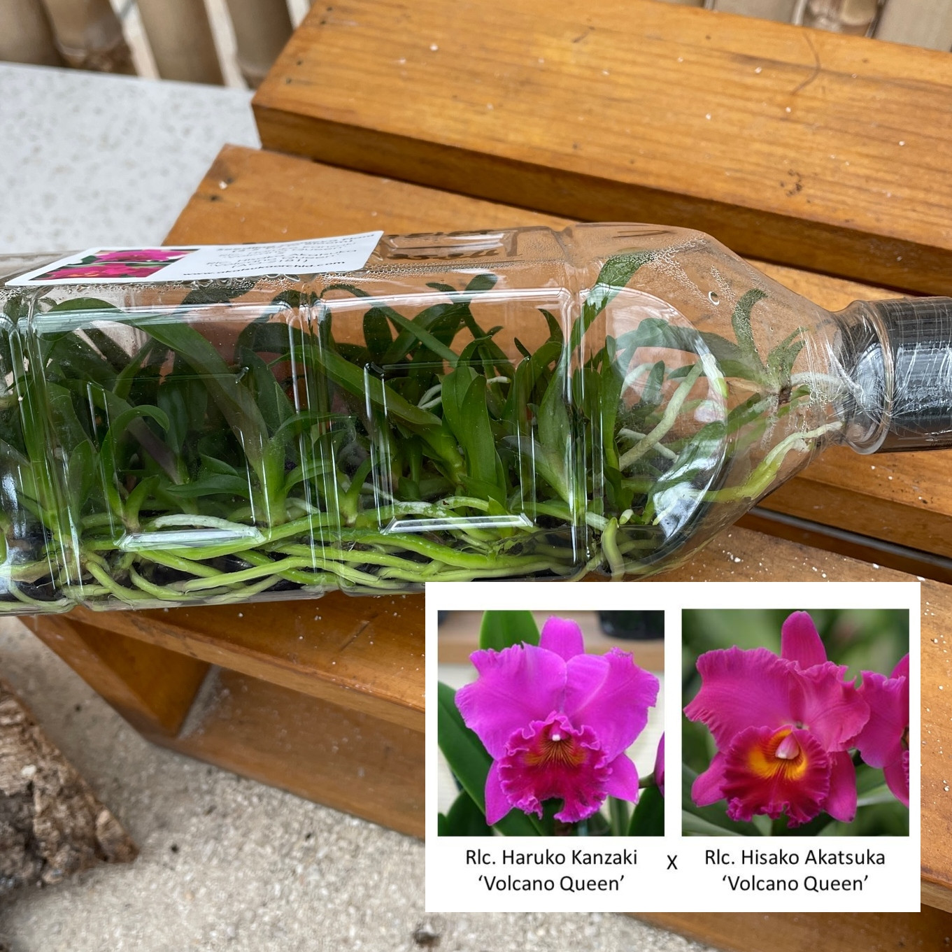 Orchid Plants Orchid Flasks Akatsuka Orchid Gardens