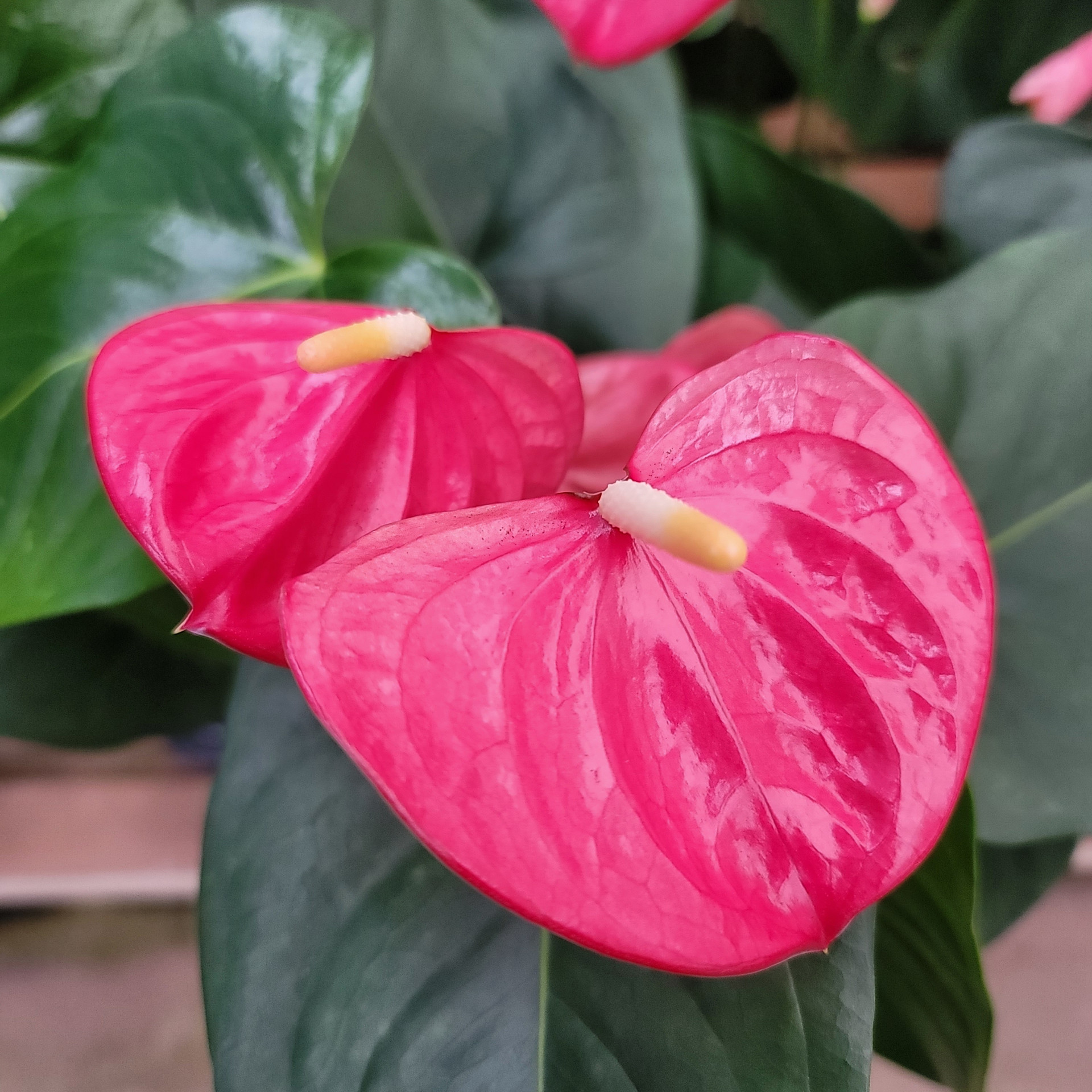 Pink Obake Anthurium Plant pink-obake-anthurium-plant