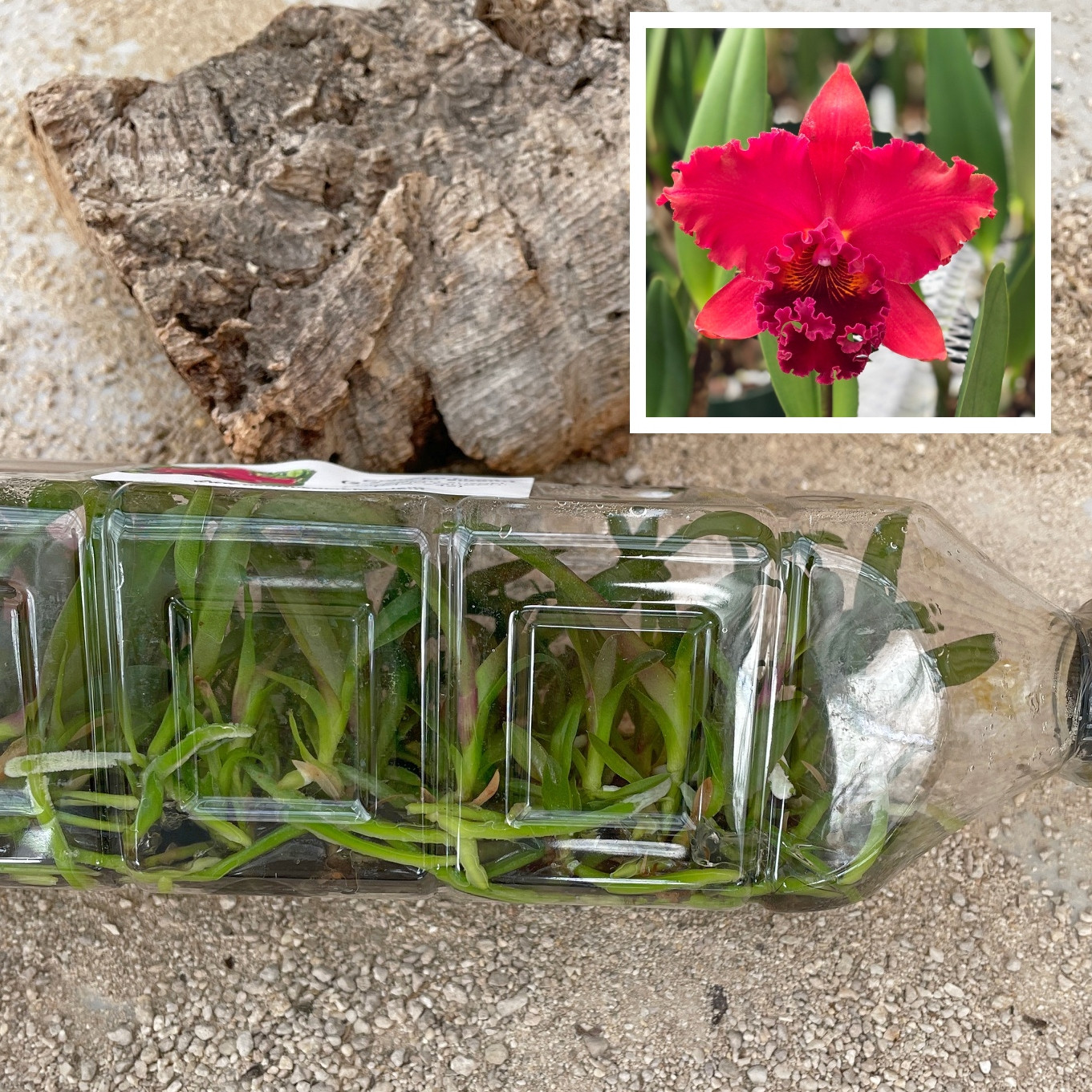 Orchid Plants Orchid Flasks Page 1 Akatsuka Orchid Gardens