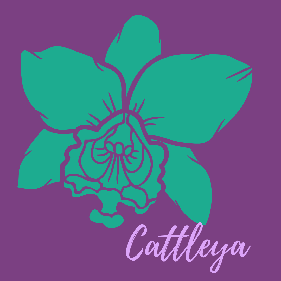 Caring for Cattleya Orchids Answers to A Beginner's Questions