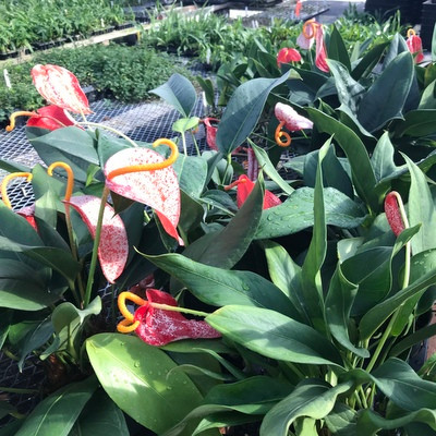 Speckled Pigtail Anthurium Plant (5" Pot) Akatsuka Orchid Gardens