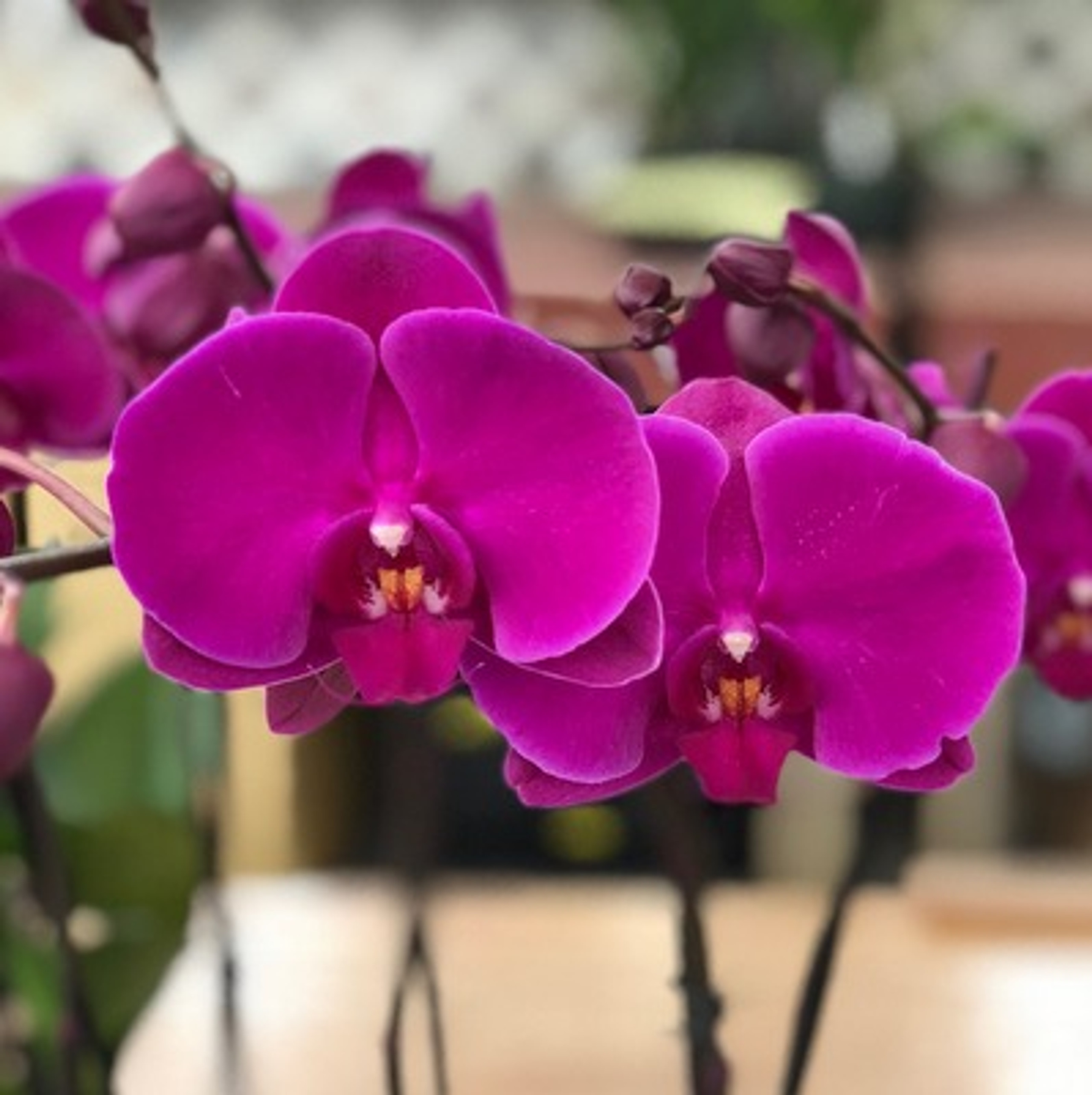 Phalaenopsis Joyride Orchids in Double Spike