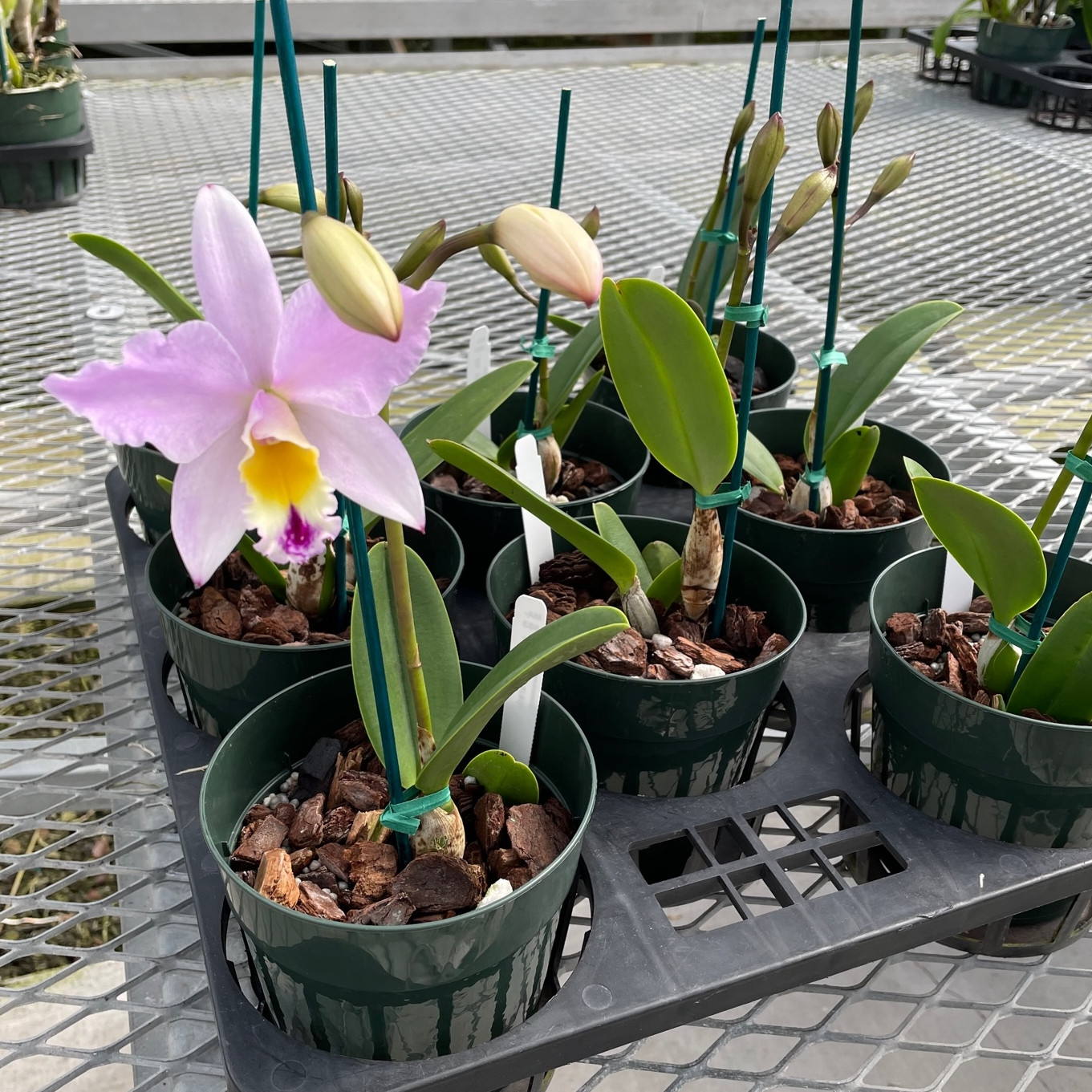 Buy Cattleya Orchids in Buds for sale