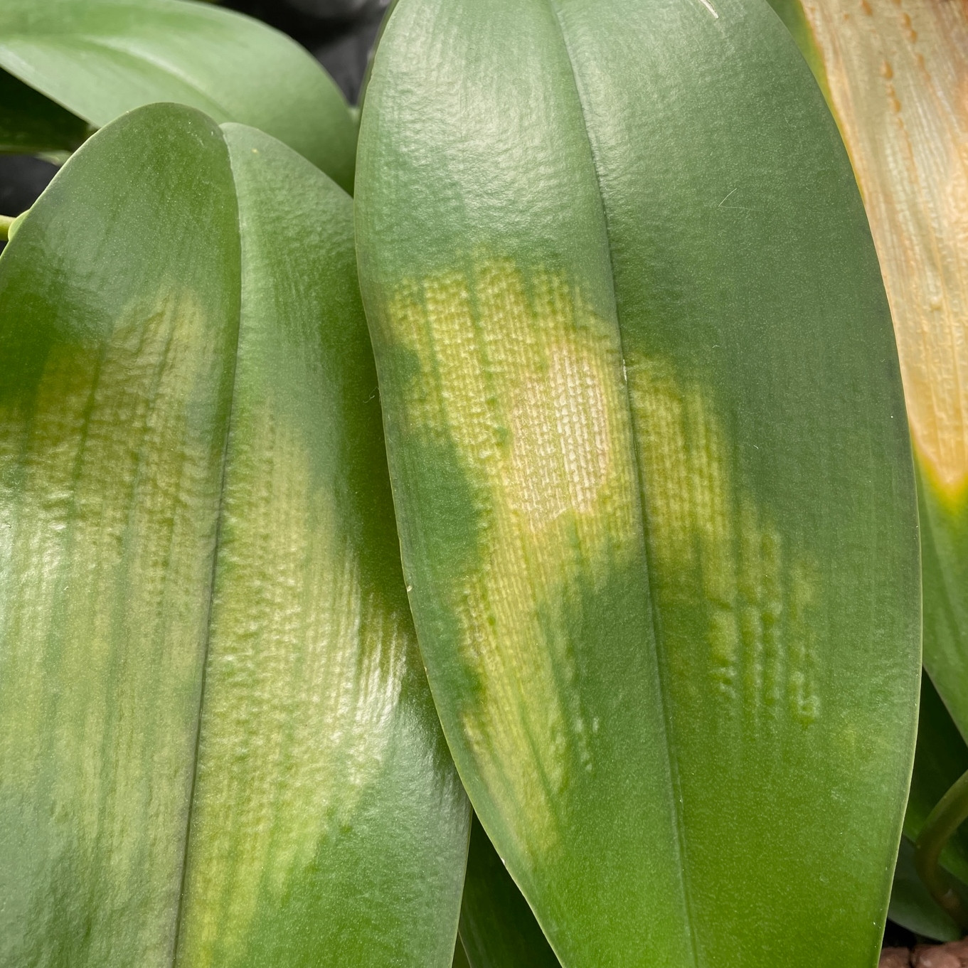 Phal. Tropic Ocelot (Low Spike Leaf Heat Damage) Akatsuka Orchid