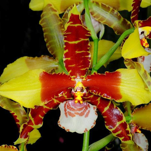 Oncostelopsis Brazilian Sun 'FJ67'