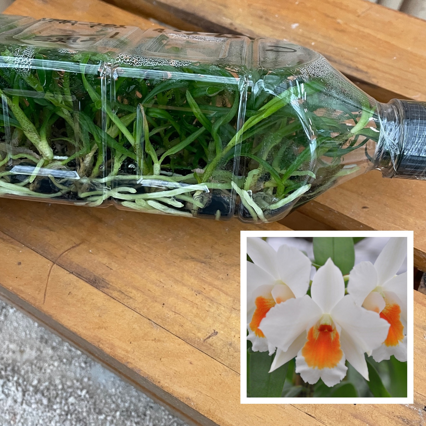 Orchid Plants Orchid Flasks Akatsuka Orchid Gardens