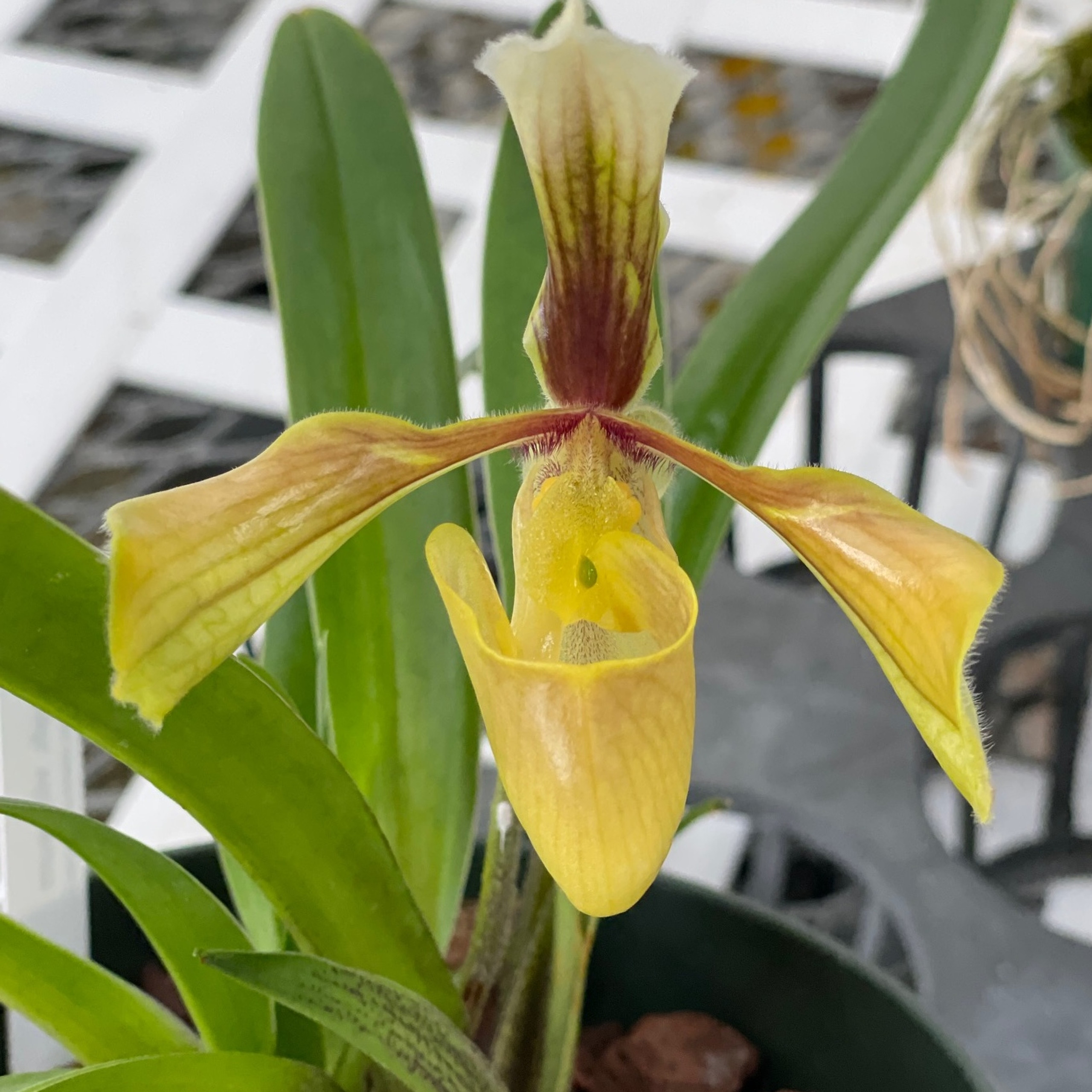 Paphiopedilum Villosum Plant Only Akatsuka Orchid Gardens paphiopedilum-villosum-plant-only-akatsuka-orchid-gardens