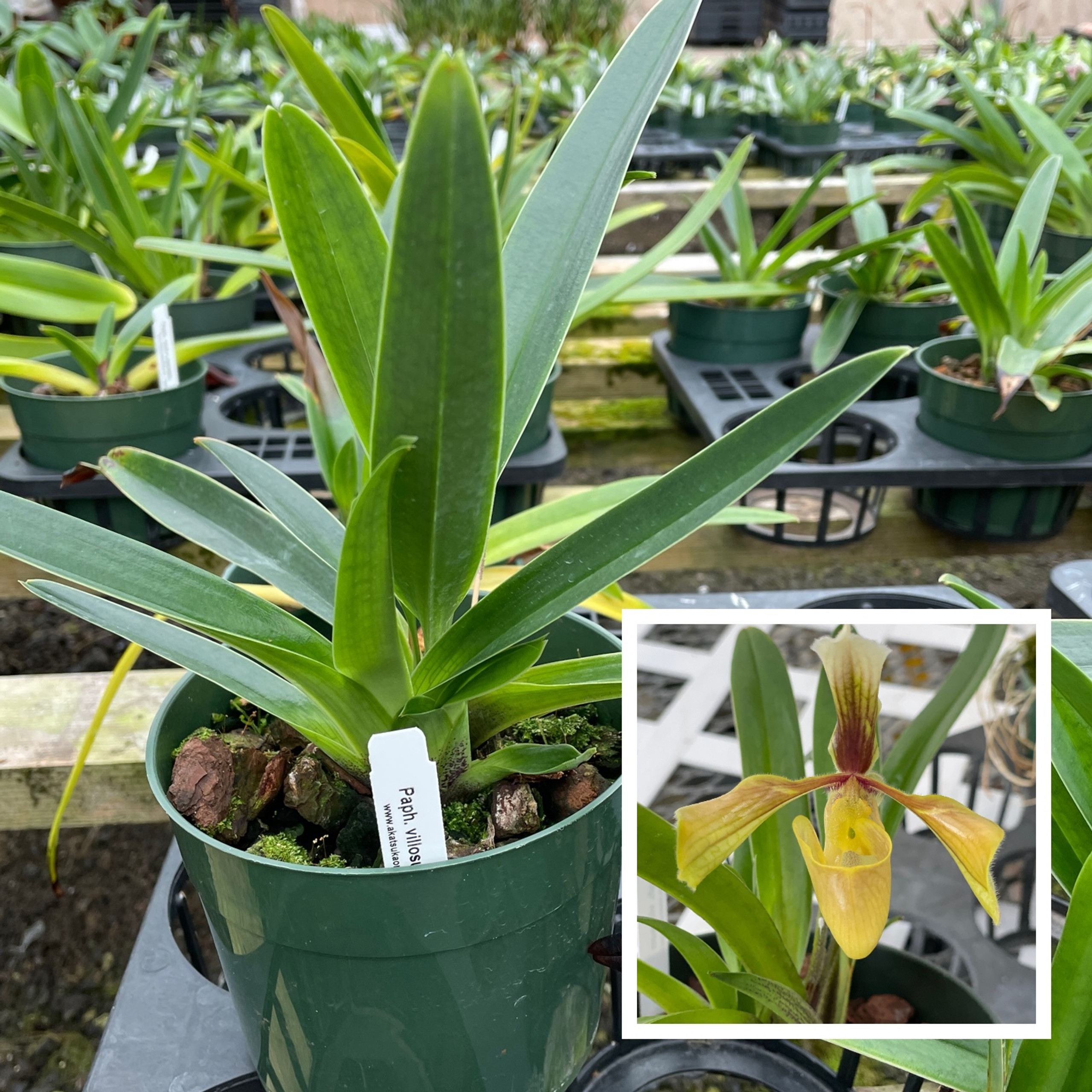 Paphiopedilum Villosum Plant Only Akatsuka Orchid Gardens paphiopedilum-villosum-plant-only-akatsuka-orchid-gardens