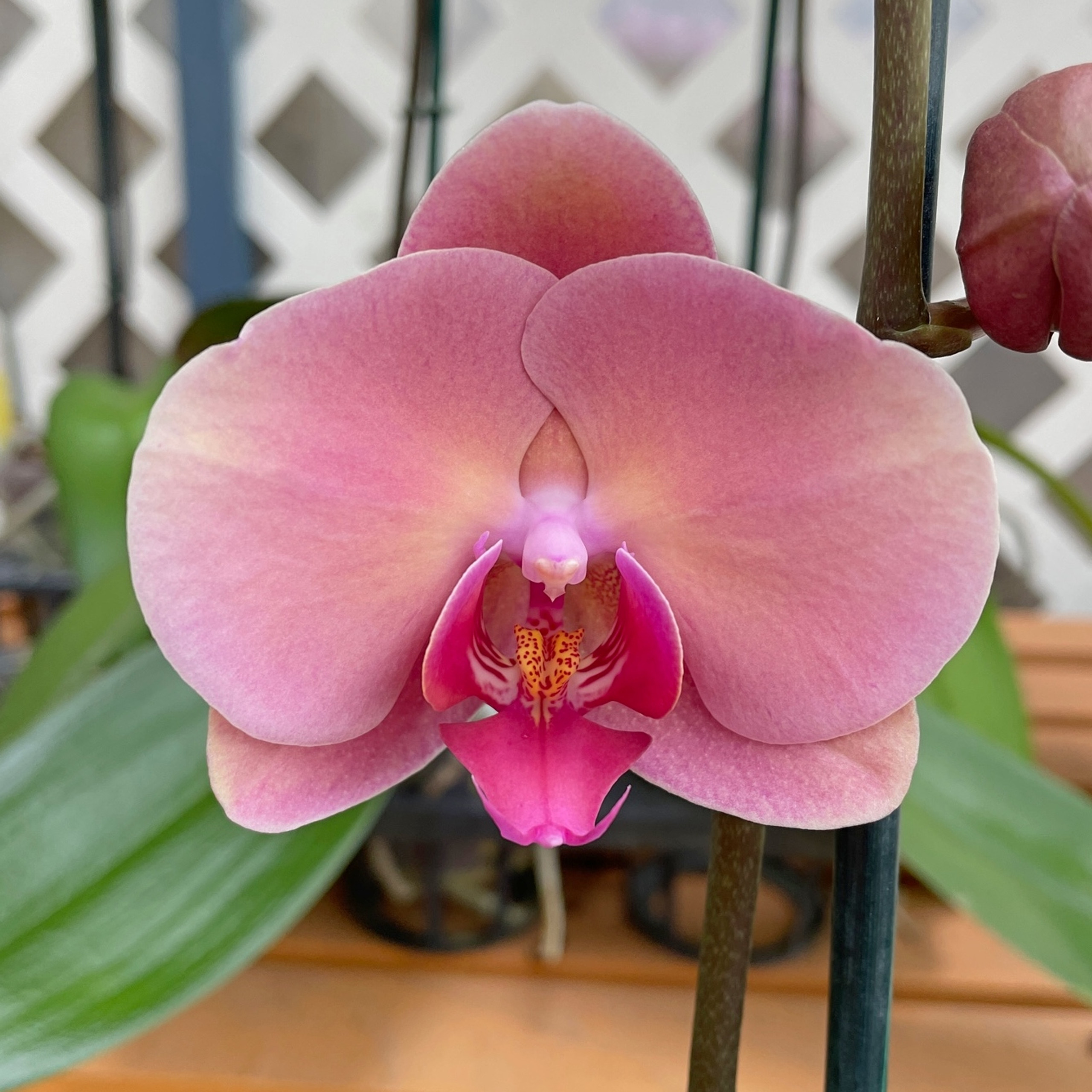 P Sweet Peach Single Spike Akatsuka Orchid Gardens p-sweet-peach-single-spike-akatsuka-orchid-gardens