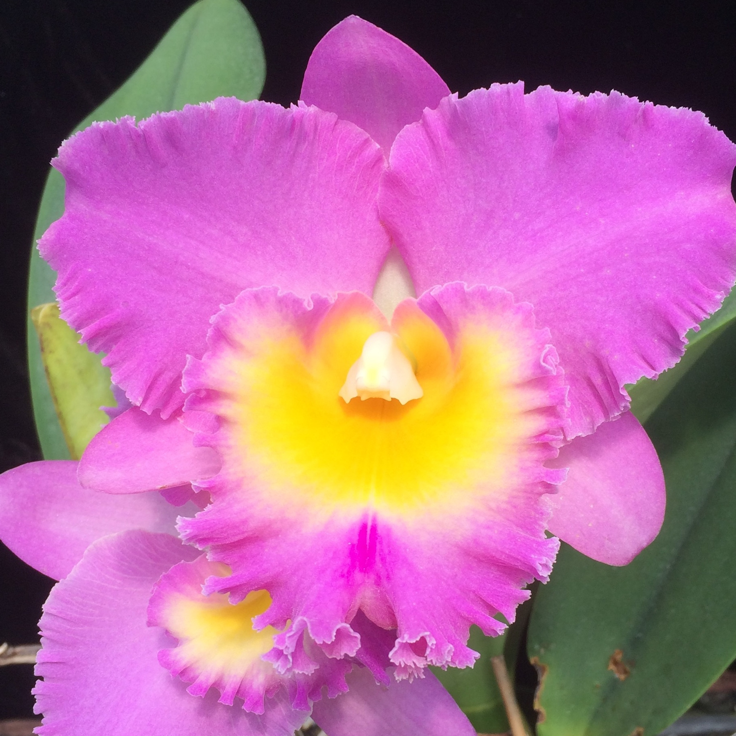 Rlc Mary Lupi Volcano Pink FLASK Cattleya Clone Akatsuka Orchid rlc-mary-lupi-volcano-pink-flask-cattleya-clone-akatsuka-orchid